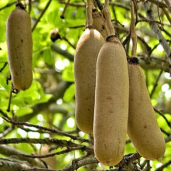 Sausage Tree (Kigelia Africana)